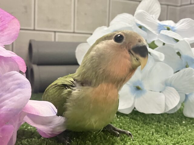 コザクラインコ（小桜インコ）