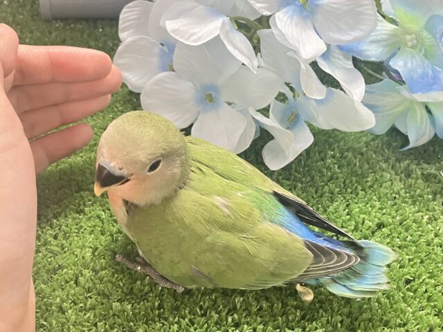 コザクラインコ（小桜インコ）