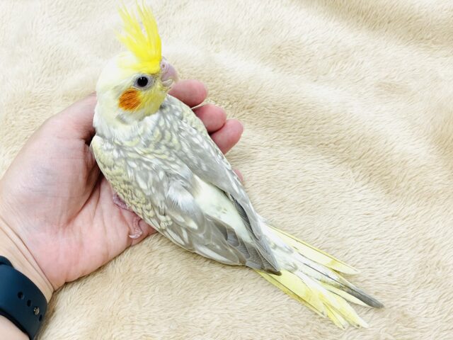 オカメインコ