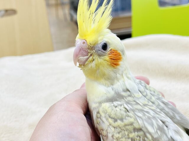オカメインコ