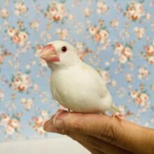 最新画像🌟キミに夢中🌹✨と~っても綺麗なアルビノ文鳥さん🕊️✨