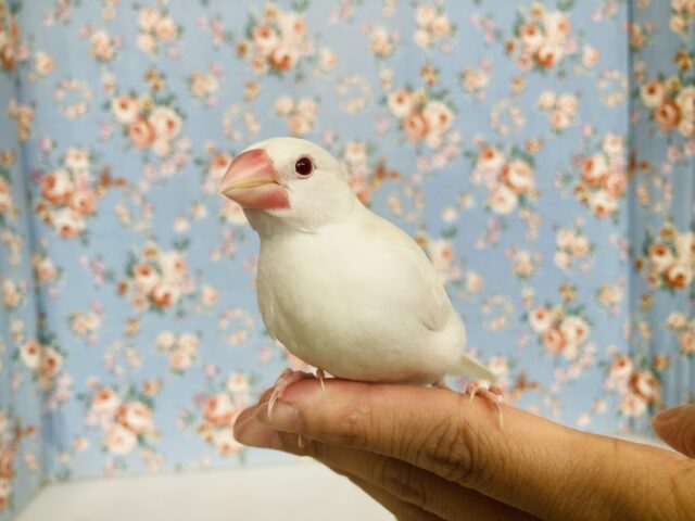説明画像です