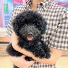 最新画像！トイプードル（ブラック）男の子♪真っ黒なこぐまさん🐻