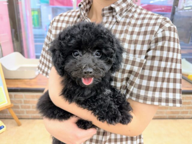 最新画像！トイプードル（ブラック）男の子♪真っ黒なこぐまさん🐻