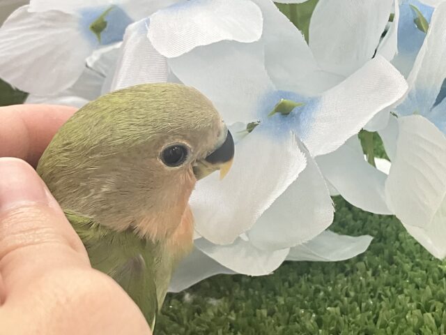 コザクラインコ（小桜インコ）