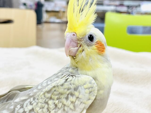 オカメインコ