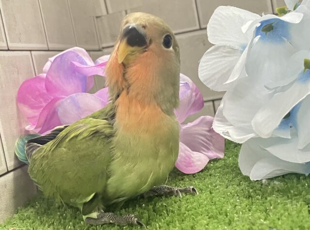 ✨最新画像✨ﾓﾁﾓﾁ🪽⟡.·屋根より高いかしわもち🎏🏠⋆꙳コザクラインコ(ノーマル/2025年4月生まれ)