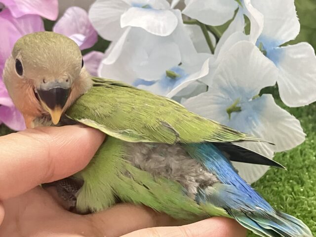 コザクラインコ（小桜インコ）