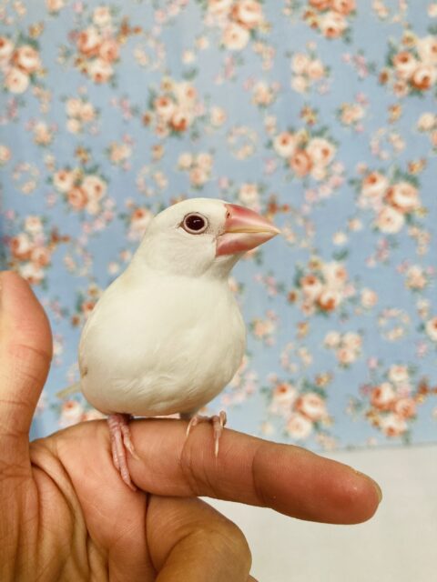 アルビノ文鳥