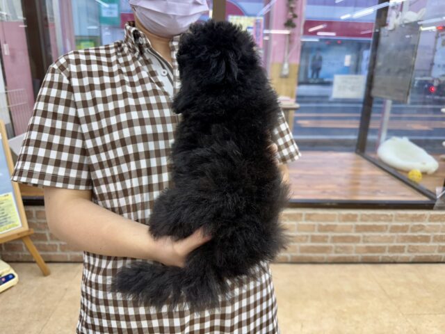 トイプードル