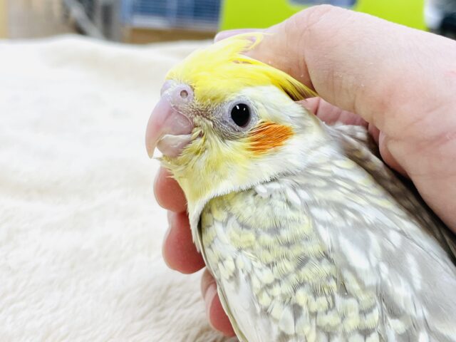 【最新画像】キラキラ✨パールのオカメインコちゃん（シナモンパール）ヒナ