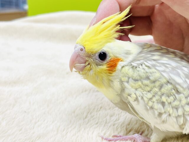 オカメインコ