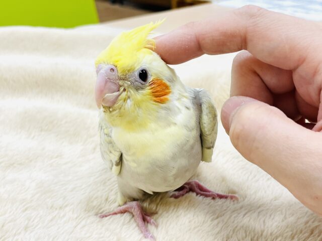 オカメインコ