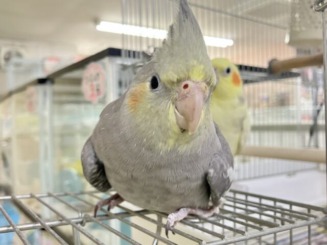 オカメインコ