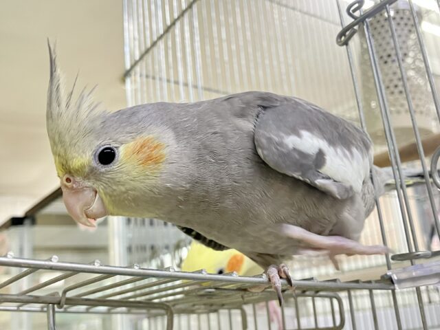オカメインコ