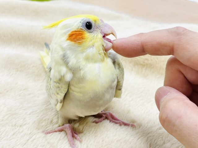 オカメインコ
