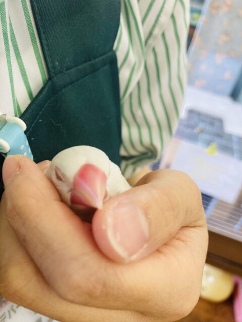 アルビノ文鳥