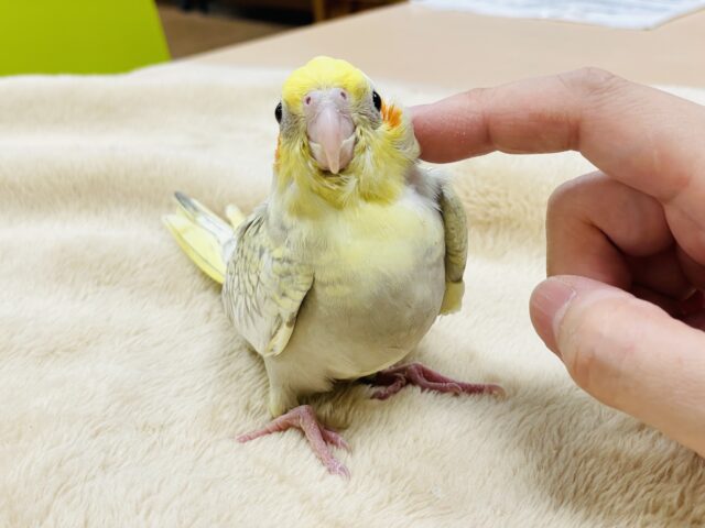 オカメインコ