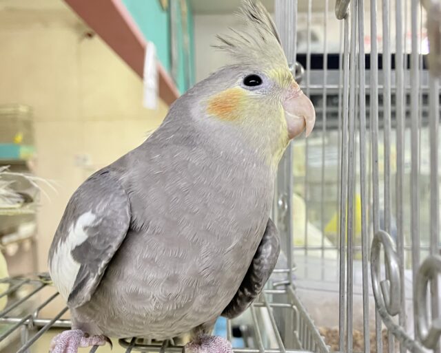 オカメインコ