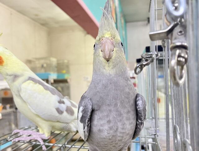 オカメインコ