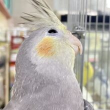 ズイズイ🐾💭グレー仮面のお通りさっ💗∗*ﾟオカメインコ(ノーマル/2025年3月生まれ)