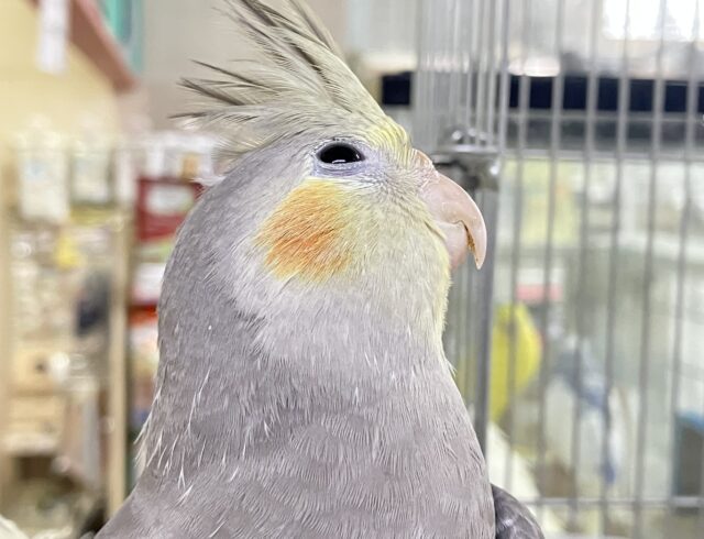 ズイズイ🐾💭グレー仮面のお通りさっ💗∗*ﾟオカメインコ(ノーマル/2025年3月生まれ)