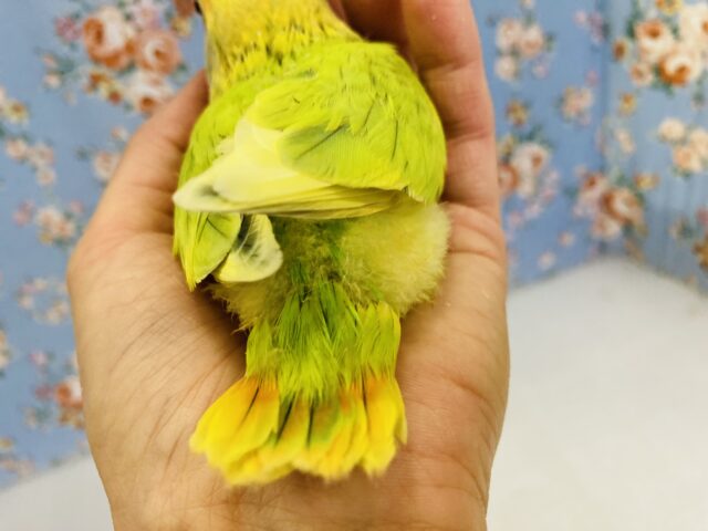 コザクラインコ（小桜インコ）