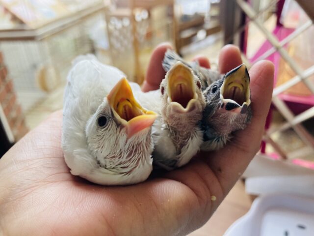 シルバーイノ文鳥 / 白文鳥 / 桜文鳥