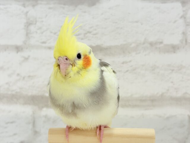 オカメインコ
