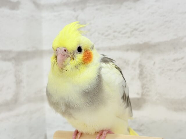 オカメインコ