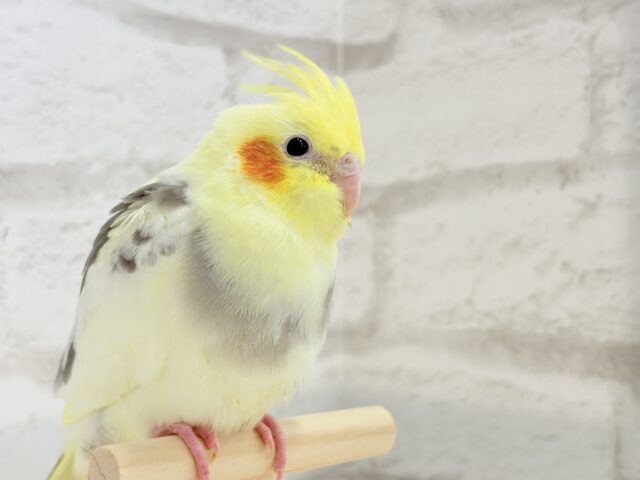 オカメインコ