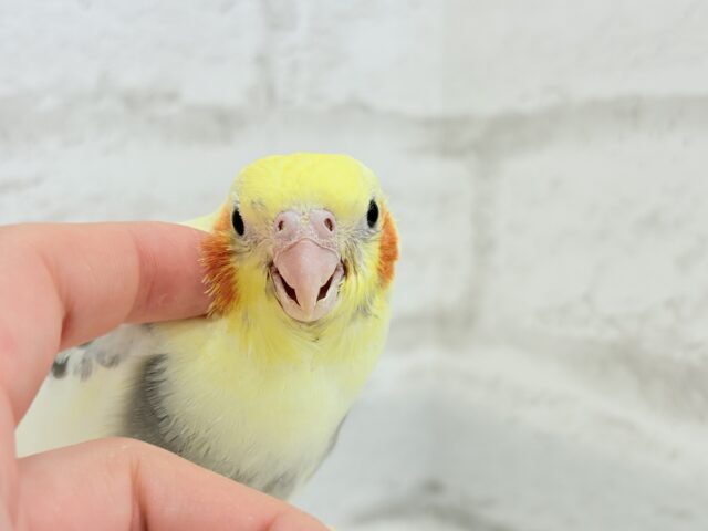 オカメインコ