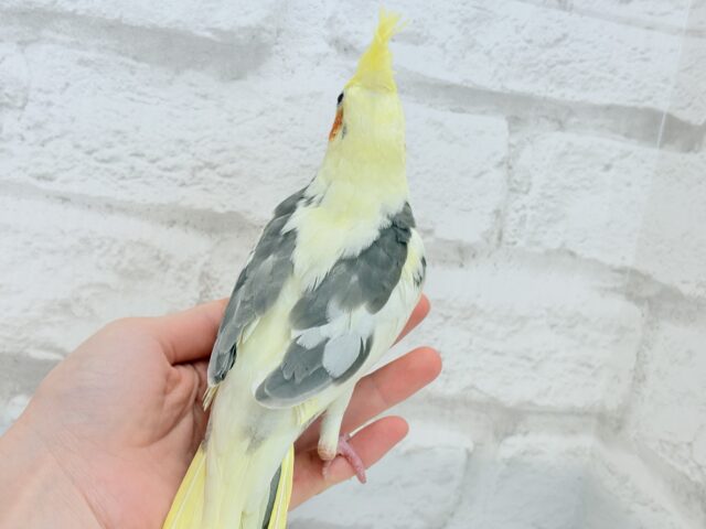 オカメインコ