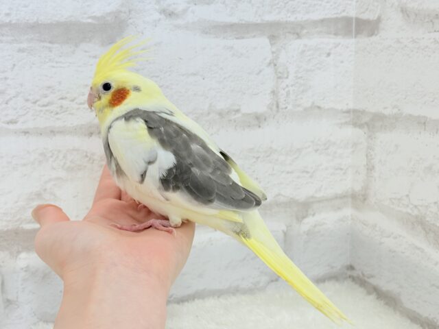 オカメインコ