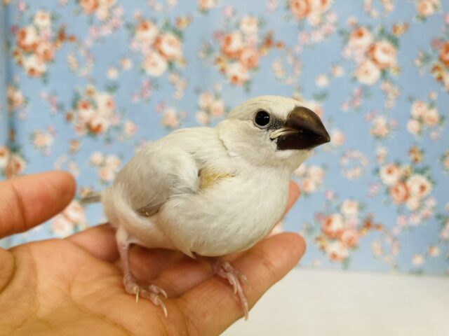 シルバー文鳥