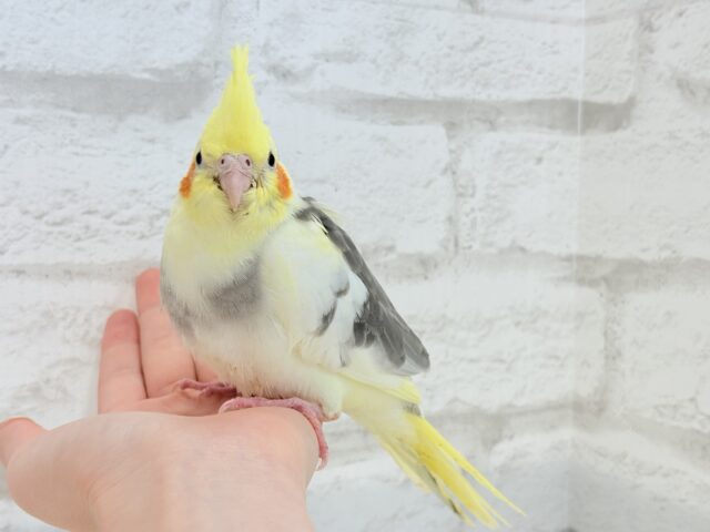 オカメインコ