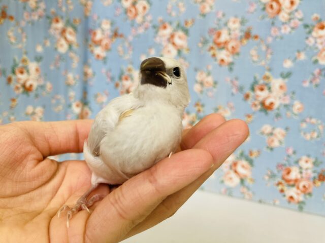 シルバー文鳥