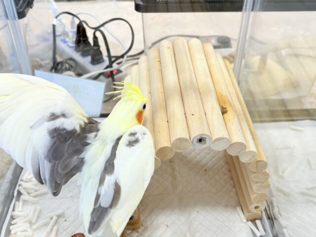 オカメインコ