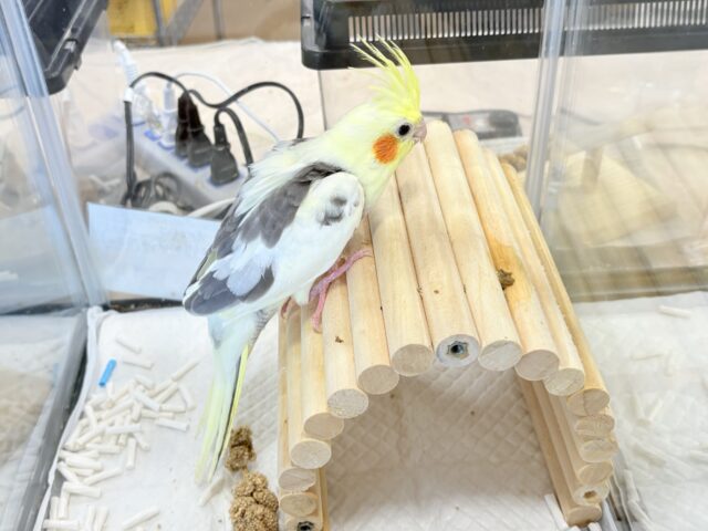 オカメインコ
