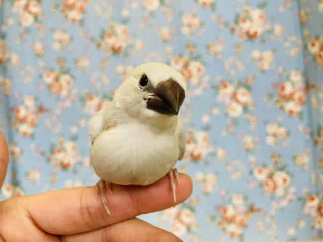 シルバー文鳥