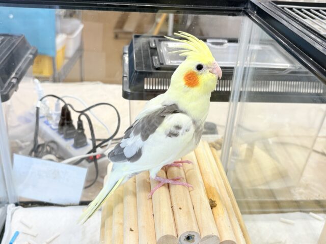 オカメインコ