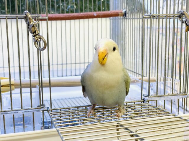 コザクラインコ（小桜インコ）