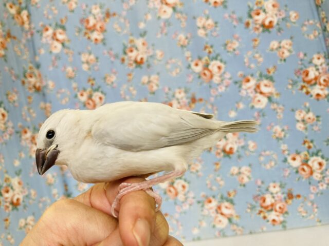 シルバー文鳥