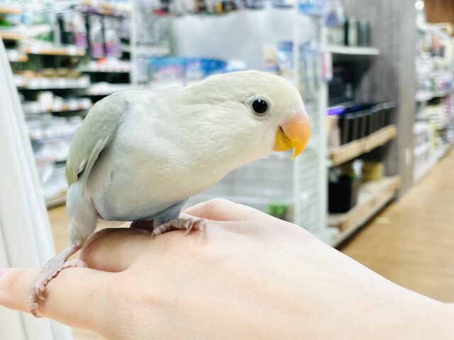 コザクラインコ（小桜インコ）