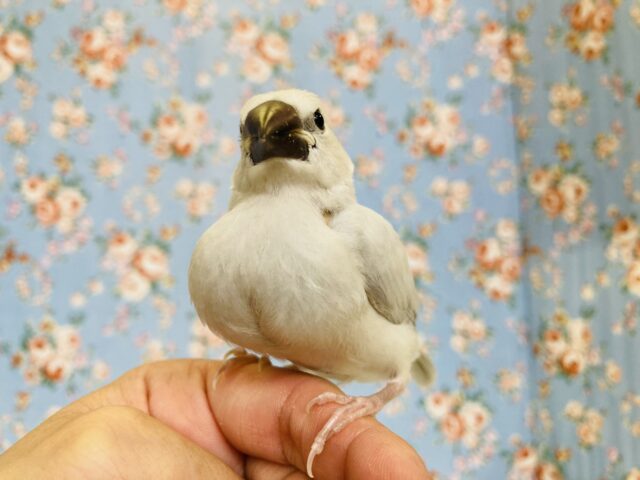 ステキな眼差し🤍* シルバー文鳥ヒナちゃん🕊️✨