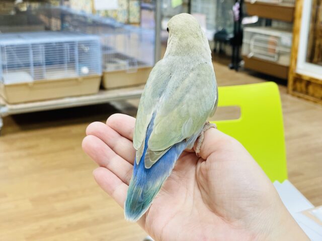コザクラインコ（小桜インコ）