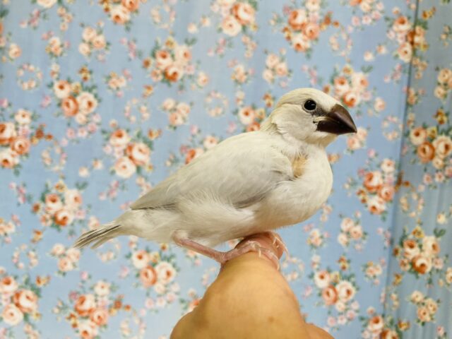 シルバー文鳥