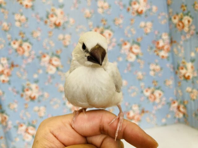 シルバー文鳥