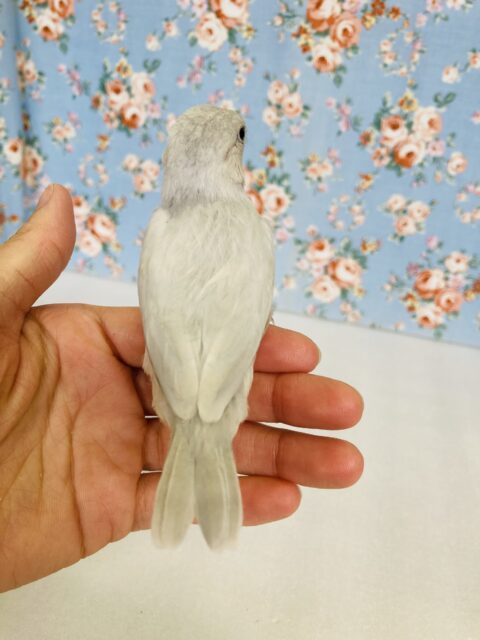 シルバー文鳥