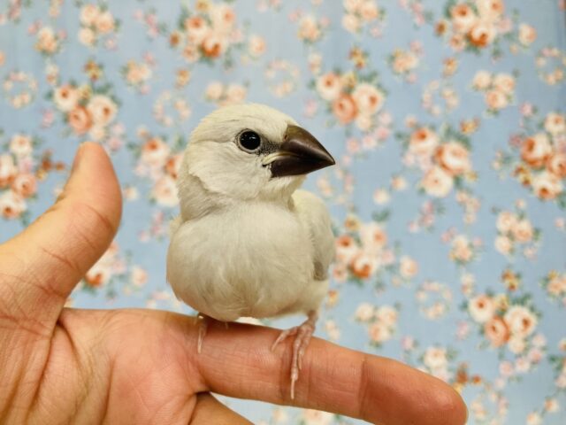 シルバー文鳥